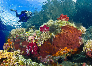 Exploring shallow coral formations on the safety stop by Tony Cherbas 